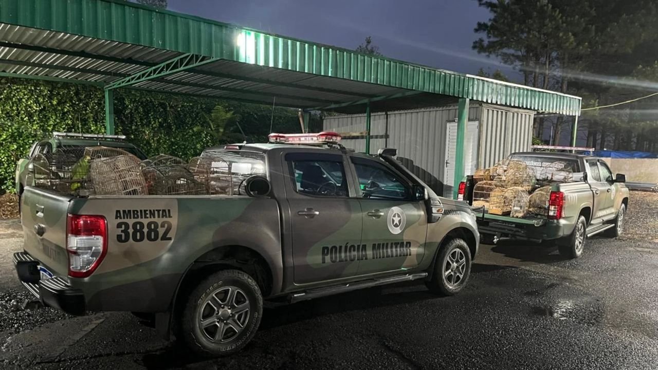 Polícia Ambiental resgata 39 aves silvestres em condições precárias em Caçador